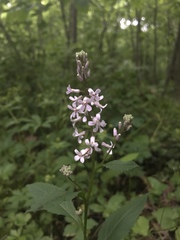 Iodanthus pinnatifidus