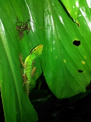Anolis ventrimaculatus