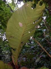 Pentagonia hirsuta