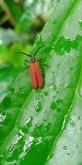 Lycocerus nigricollis