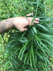 Campanula persicifolia