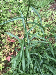 Campanula persicifolia