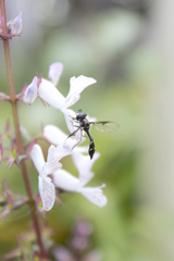 Dioprosopa clavata