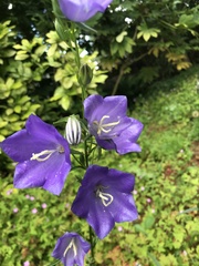 Campanula persicifolia