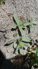 Mimetanthe pilosa