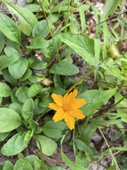 Coreopsis auriculata
