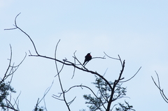 Chalcomitra senegalensis