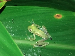Centrolenidae