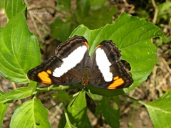 Adelpha paroeca paroeca