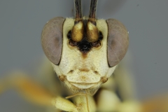 Ichneumon fuscifrons