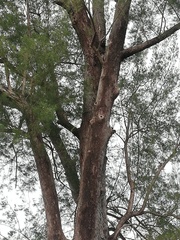 Tanygnathus lucionensis