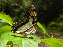 Adelpha paroeca paroeca