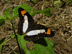 Adelpha paroeca paroeca