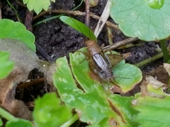 Neonemobius mormonius