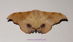 Patalene asychisaria