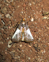 Pithyllis metachryseis