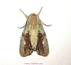 Stauropides persimilis