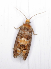 Eucopina tocullionana