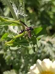 Physocephala marginata
