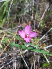 Clarkia gracilis gracilis