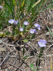 Phacelia divaricata
