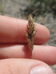 Carex douglasii