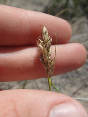 Carex douglasii