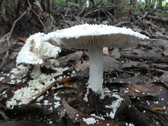 Amanita pyramidifera