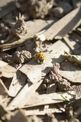 Harmonia axyridis