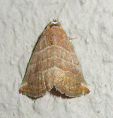 Eublemma