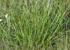 Hesperostipa curtiseta