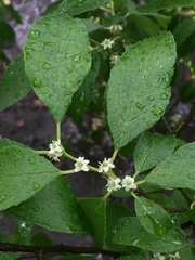 Ilex verticillata