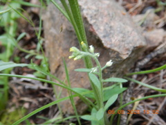 Alyssum desertorum