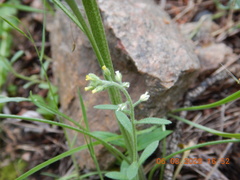 Alyssum desertorum