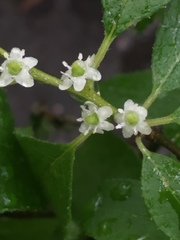 Ilex verticillata