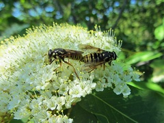 Temnostoma alternans