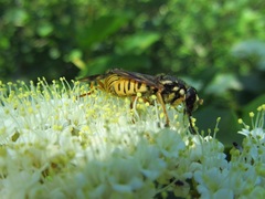 Temnostoma alternans