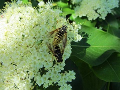 Temnostoma alternans