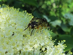 Temnostoma alternans