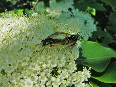 Temnostoma alternans