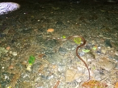 Dipsas sanctijoannis