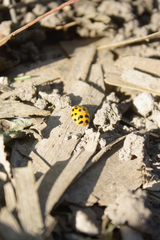 Harmonia axyridis