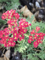 Achillea