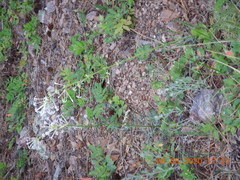 Ipomopsis aggregata candida