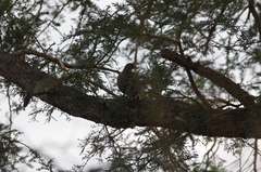 Pternistis natalensis