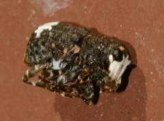 Eurymycter