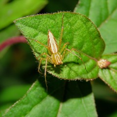 Oxyopes
