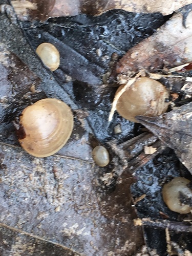 Herrington fingernailclam