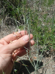 Astragalus ceramicus