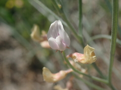 Astragalus ceramicus